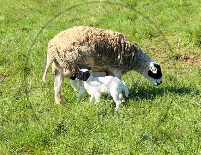 Two Lambs By Their Mother In A Green Field In Germany On A Spring Day.