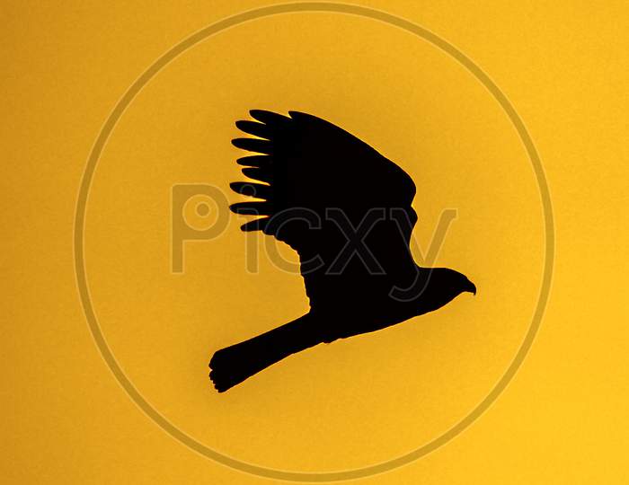 Greater Spotted Eagle Flying On Silhouette Yellow Sky Background
