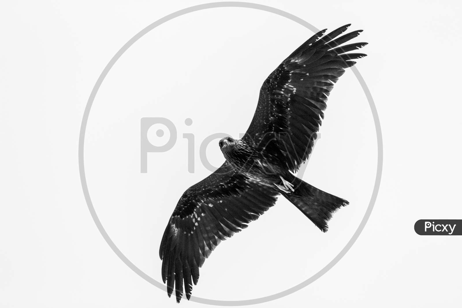 Greater Spotted Eagle Flying On Isolated White Background