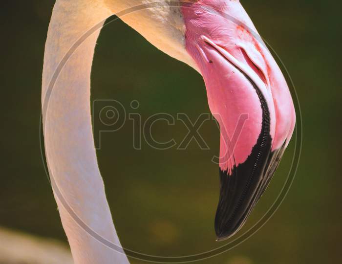 Close Up Pink Flamingo Head On The Blur Background. Portrait Popular Bird In The World. Animal From Wild Nature.
