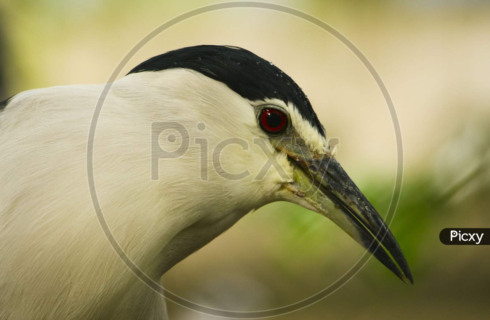 Striated Heron Or Green Backed Heron Close Up. Portrait Of Pond Heron Bird On Hunting Filed.