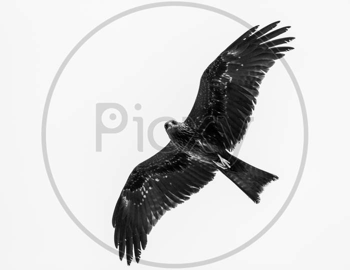 Greater Spotted Eagle Flying On Isolated White Background