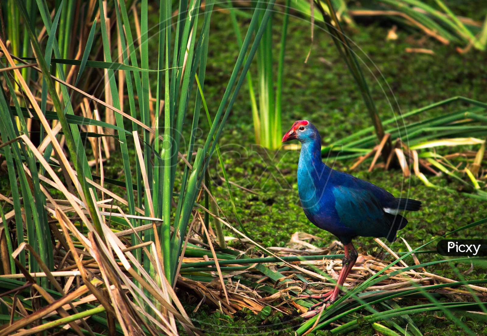 Purple Swamphen Also Called As Western Swamphen Hunting On Marshland. Colorful Purple Swamphen With Big Foot And Long Fingers Walking And Feeding On The Seashore Chennai. India.