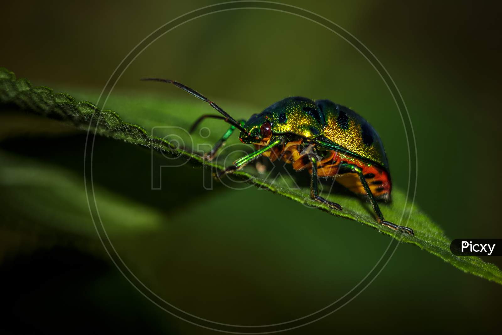 Jewel Bug Beetle On Leaf, Lychee Shield Is Also Called As Chrysocoris Stollii. Scutelleridae Is A Family Of True Bugs. Lychee Shield Bug