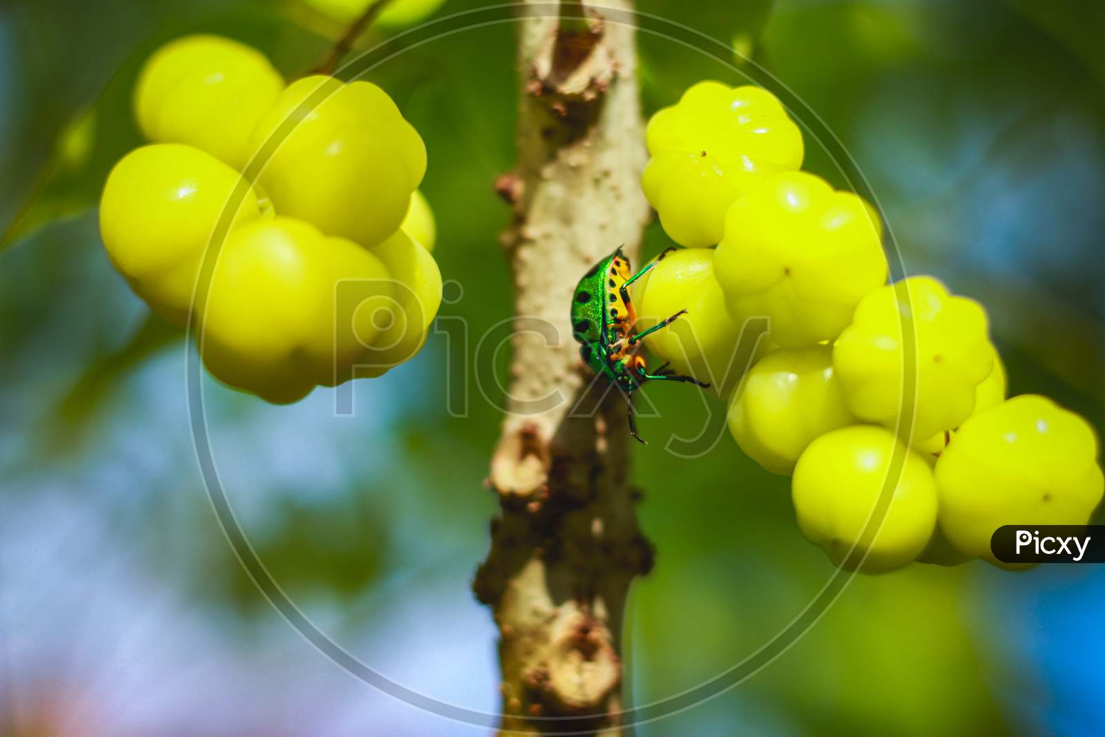 Jewel Bug Beetle On Star Gooseberry Tree, Lychee Shield Is Also Called As Chrysocoris Stollii. Scutelleridae Is A Family Of True Bugs. Lychee Shield Bug. Phyllanthus Acidus Tree.
