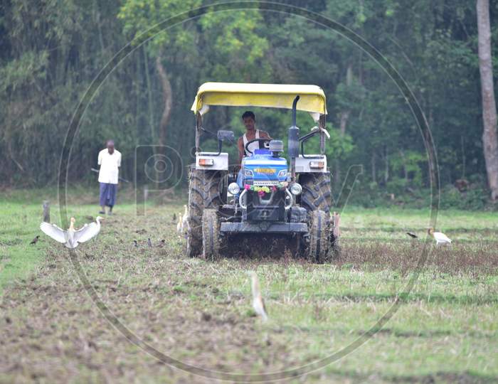 Farmer Works At  A Paddy Field  During Nationwide Lockdown Amidst Coronavirus or COVID-19 Pandemic In Nagaon  On April 28, 2020