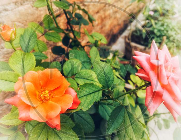 Pink and Orange Rose Flower  with Plant