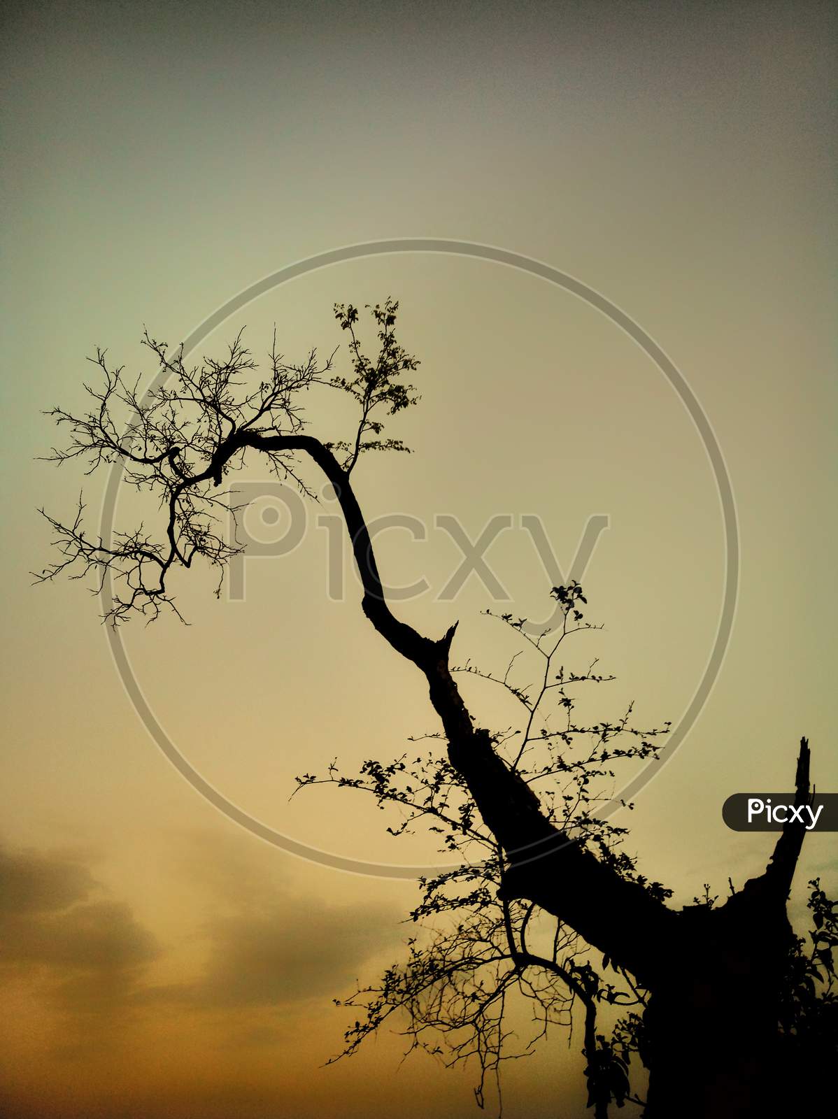 Tree Silhouette exposure in open sky