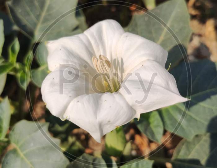Calotropis procera white flower