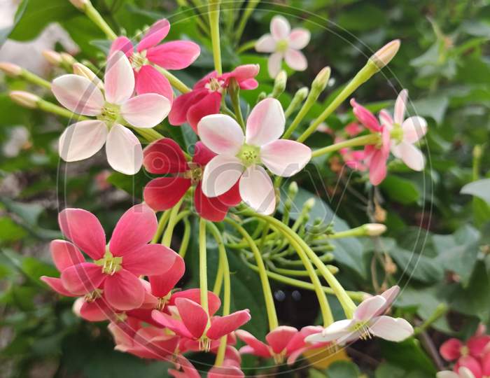 Hiptage benghalensis beutiful flowering plant
