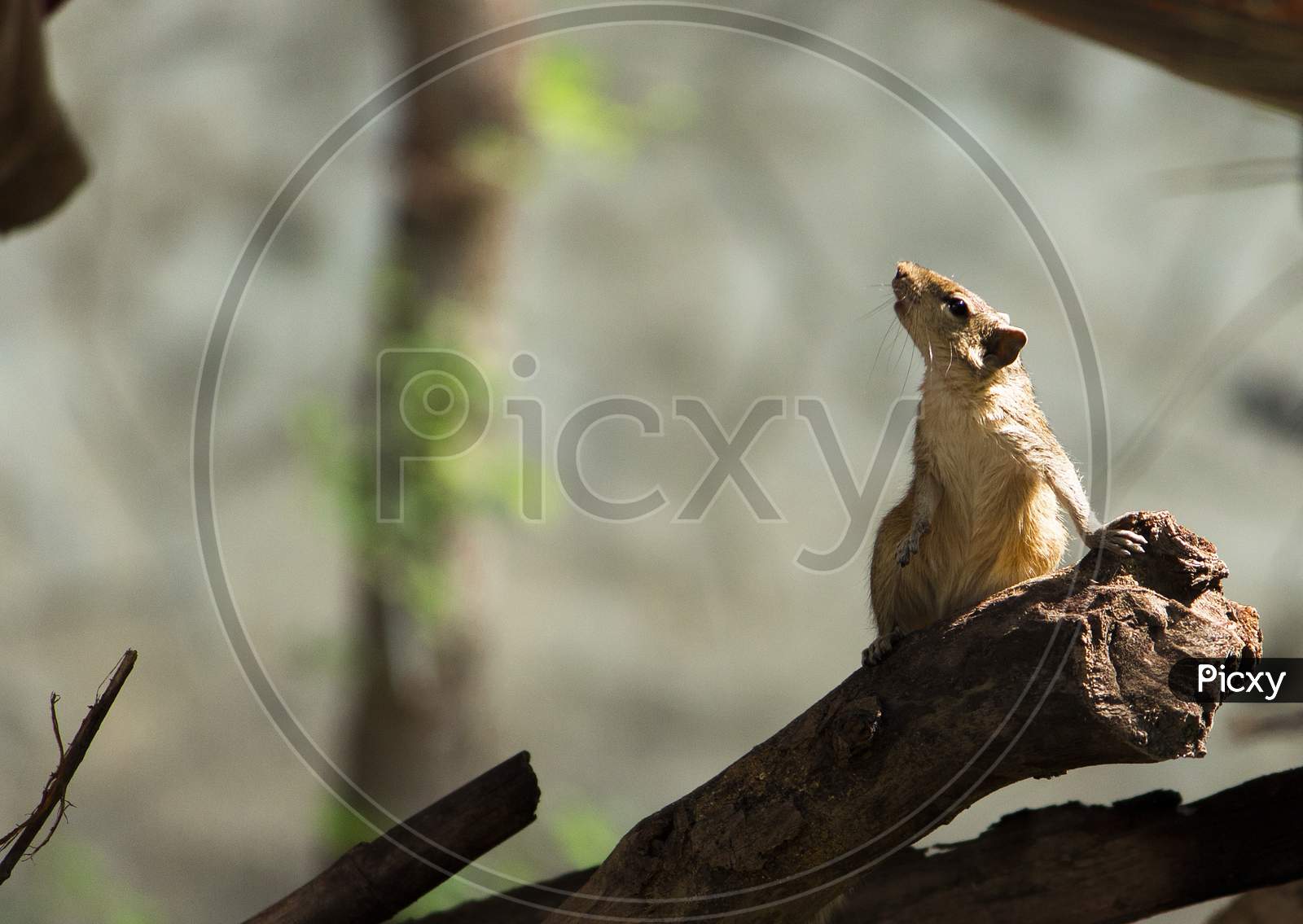 Cute Palm Squirrel Standing And Looking Up On Tree.The Indian Palm Squirrel Or Three-Striped Palm Squirrel Is A Species Of Rodent In The Family Sciuridae Found Naturally In India And Sri Lanka