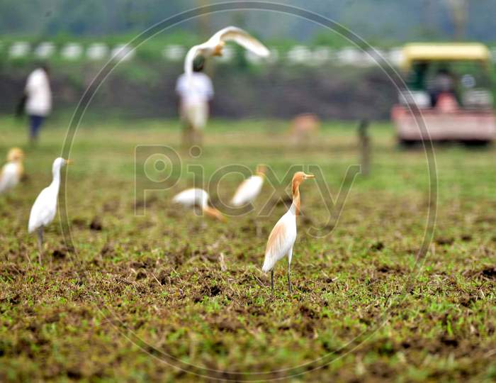 Egrets Search Food In A Paddy Field in  Nagaon District Of Assam On April 28,2020