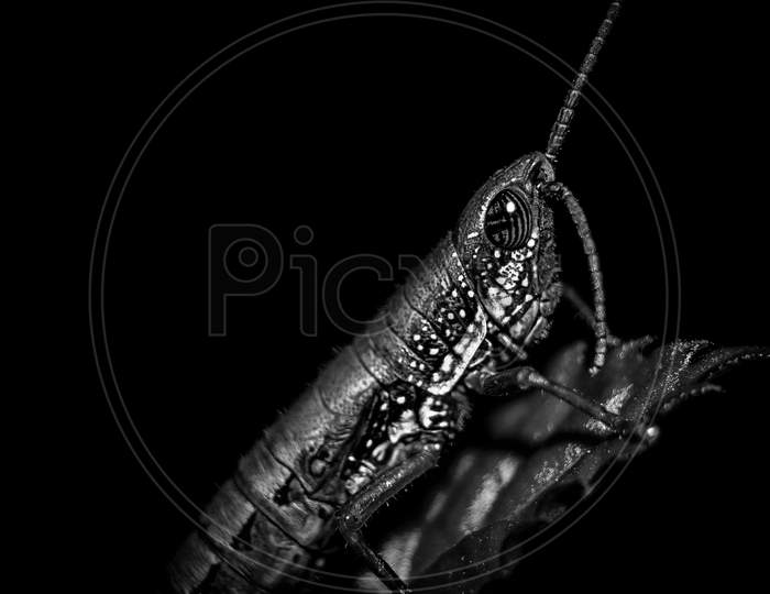 Grasshopper Isolated On Black Background. Side View, Macro. Grasshoppers Are A Group Of Insects Belonging To The Syrbula Admirabilis. Macro Specimen And Chewing Herbivorous Insects.
