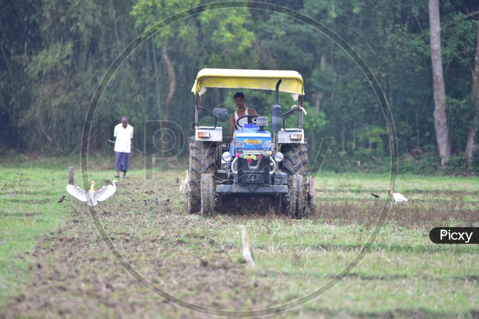 Farmer Works At  A Paddy Field  During Nationwide Lockdown Amidst Coronavirus or COVID-19 Pandemic In Nagaon  On April 28, 2020