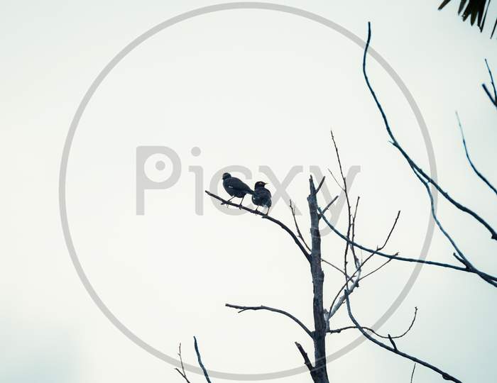 two birds on a branch of a tree