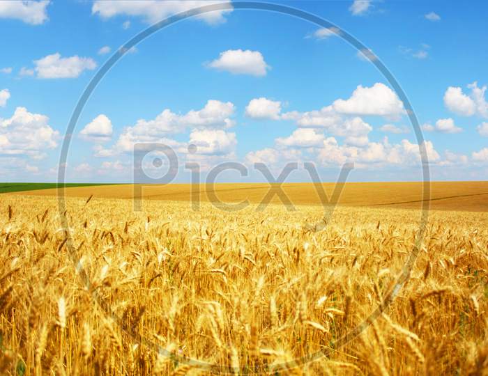 Indian crop is shining like a sun in summer Golden crop