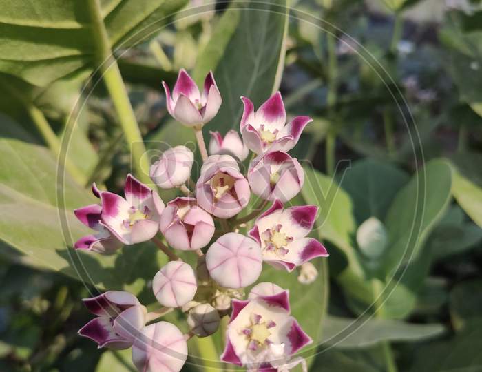 Calotropis procera flower