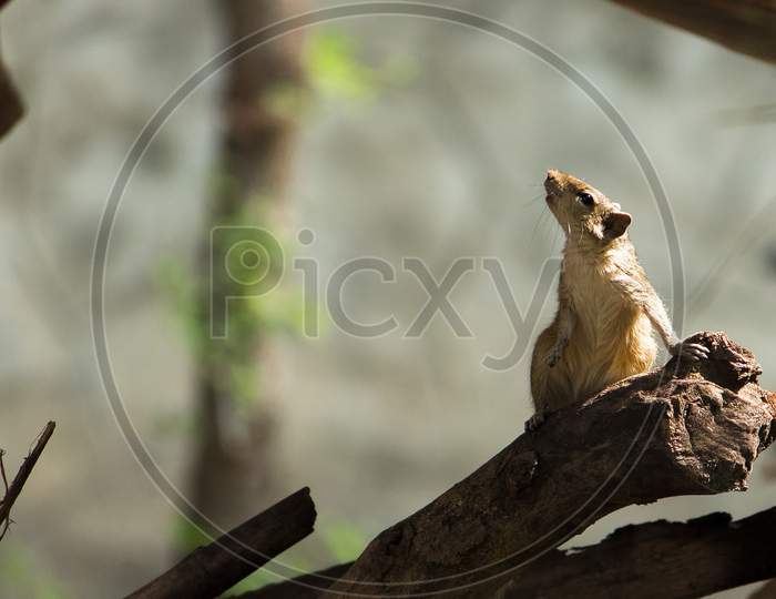 Cute Palm Squirrel Standing And Looking Up On Tree.The Indian Palm Squirrel Or Three-Striped Palm Squirrel Is A Species Of Rodent In The Family Sciuridae Found Naturally In India And Sri Lanka