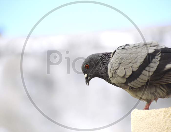A Pigeon Sitting On Wall Of My Roof