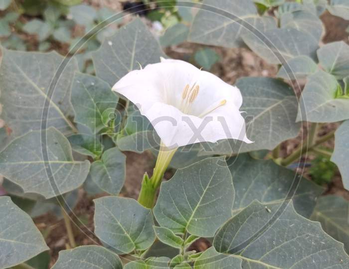 Beautiful Datura plant white flower
