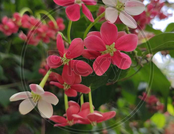 Hiptage Benghalensis beutiful flowering plant