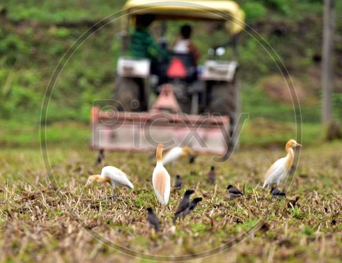 Egrets Search Food In A Paddy Field in  Nagaon District Of Assam On April 28,2020