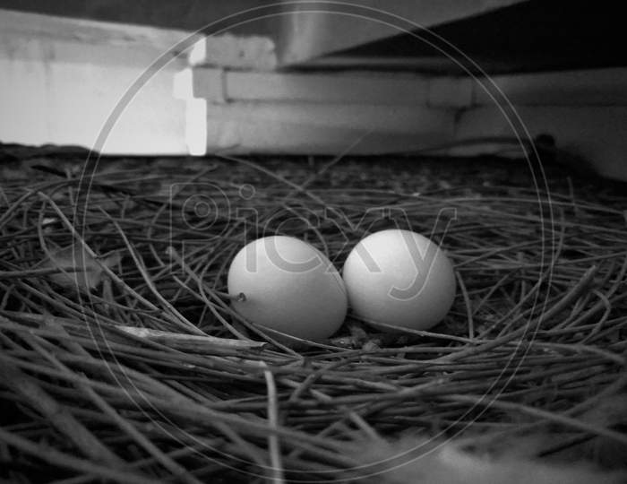Bird's eggs