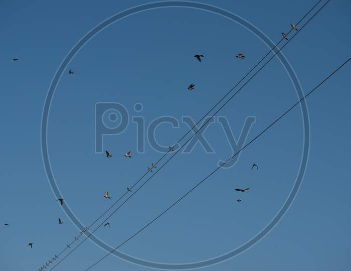 Abstract photo of sparrows and swallows flying away from an electric wire