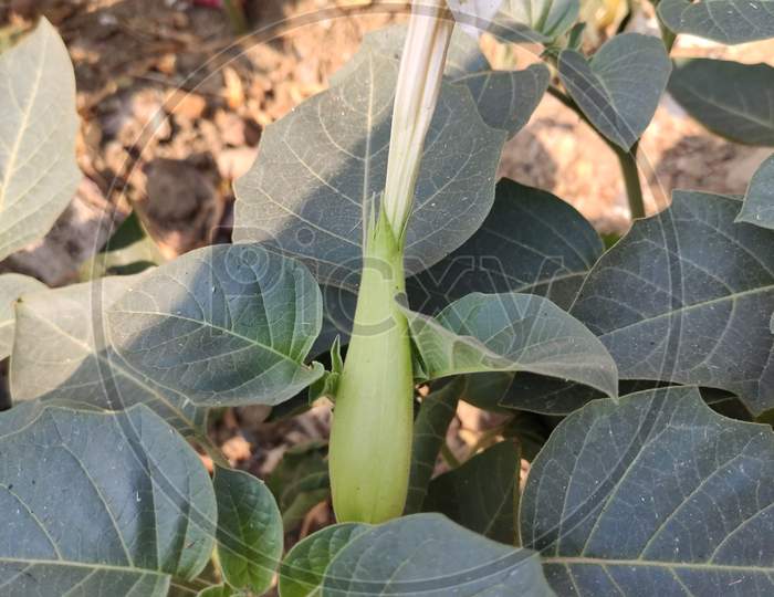 Datura plant with flower