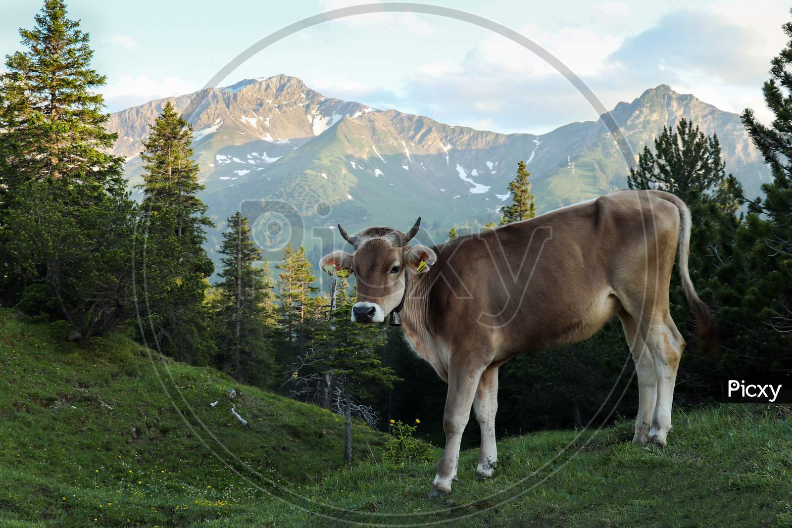 Young Cow Standing In A Field Of Green Grass, Surrounded By Trees In Front Of The Liechtenstein Alps On A Summer Evening.