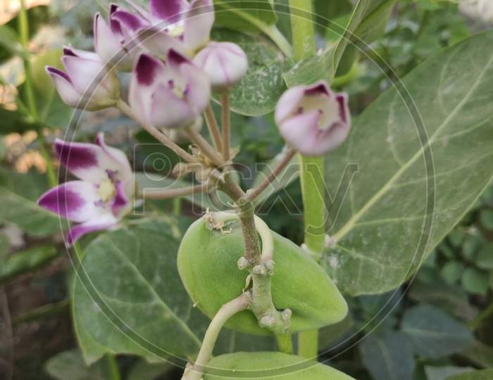 Calotropis procera plant with fruit