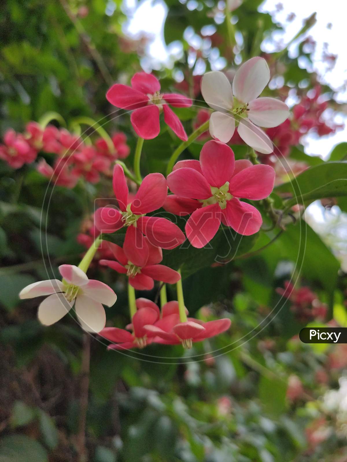 Hiptage Benghalensis beutiful flowering plant