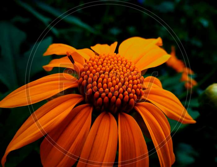 Beautiful orange color flower with bunch in the middle