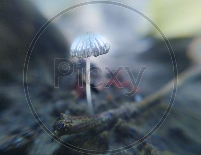 Mushroom plant