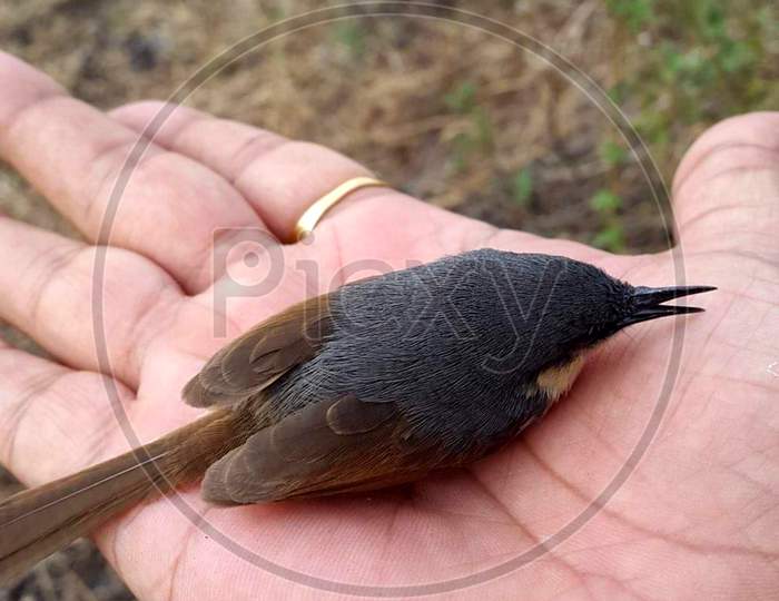 Swallow bird injured found on street in summer