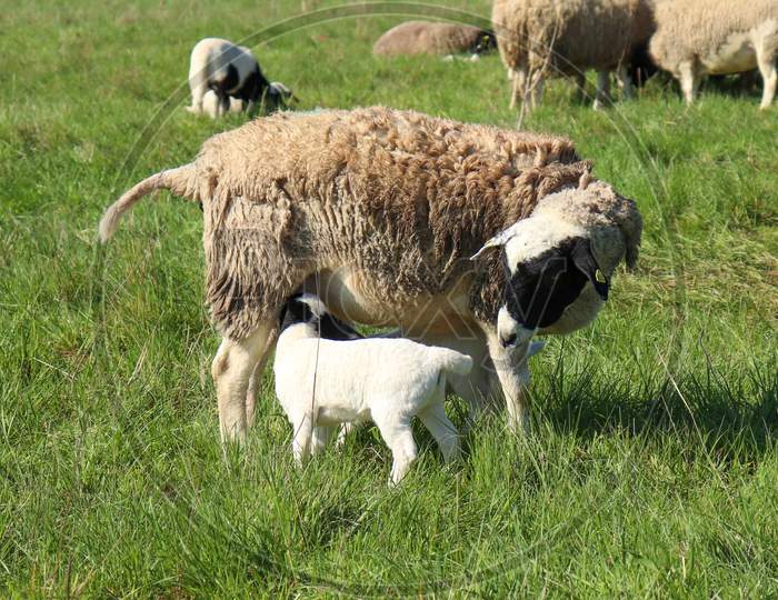 Ewe Watches Lamb As It Eats In A Field In Germany On A Spring Day.