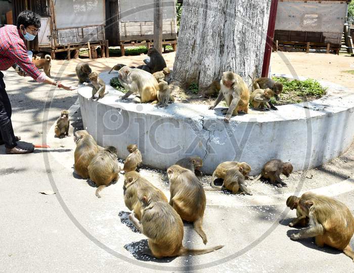 A Man Feeds Monkeys During  Nationwide Lockdown Amidst Coronavirus or COVID-19  Pandemic , In Guwahati, Wednesday, April 29, 2020,
