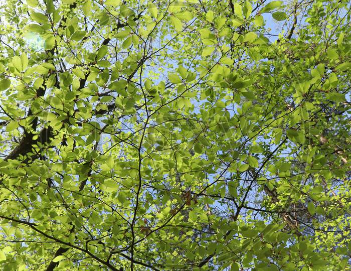 Fresh, Green Leaves Growing In The Palatinate Forest Of Germany On A Spring Day.