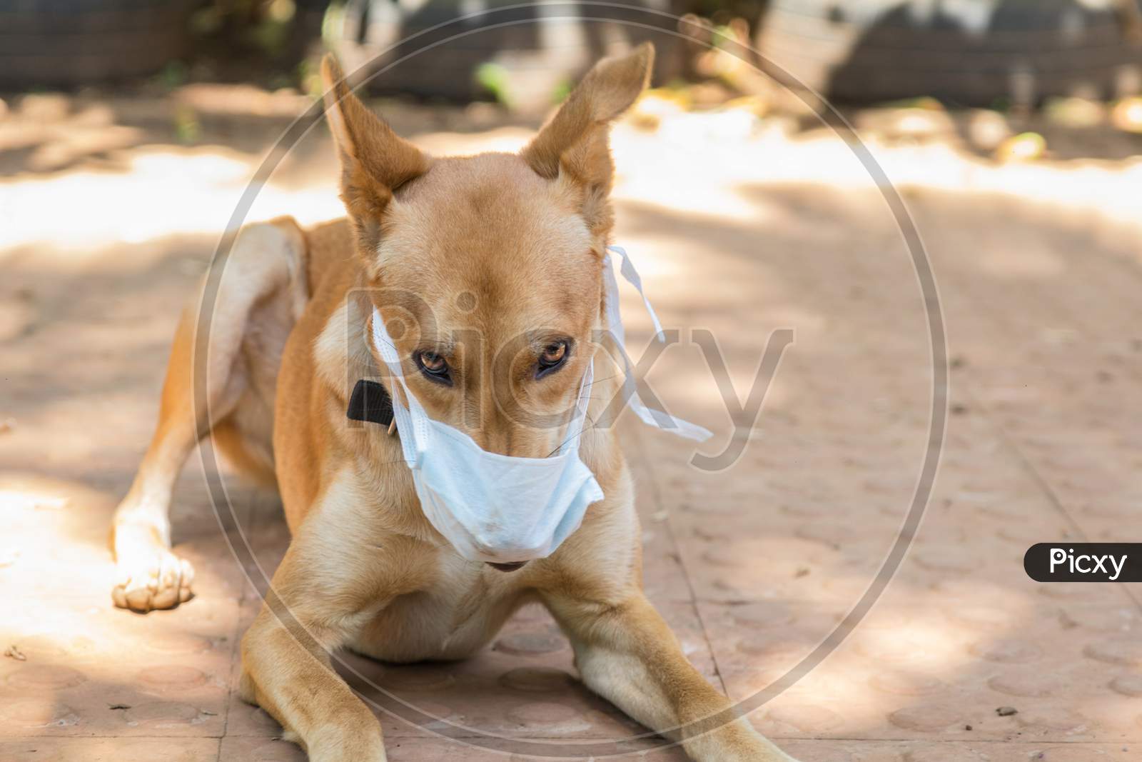 a domestic dog wearing a mask during COVID 19 corona pandemic in India