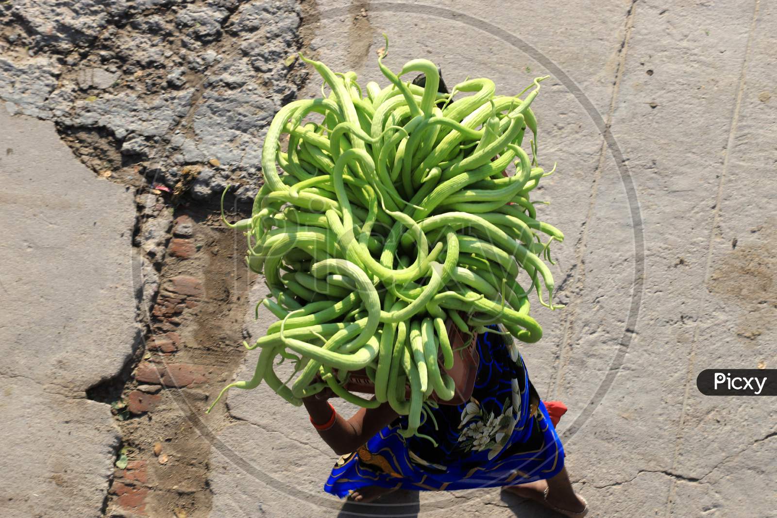 A woman carries a basket of Cucumber on her head to the market, during government-imposed nationwide lockdown as a preventive measure against the COVID-19 or Coronavirus in Prayagraj, April 29, 2020.