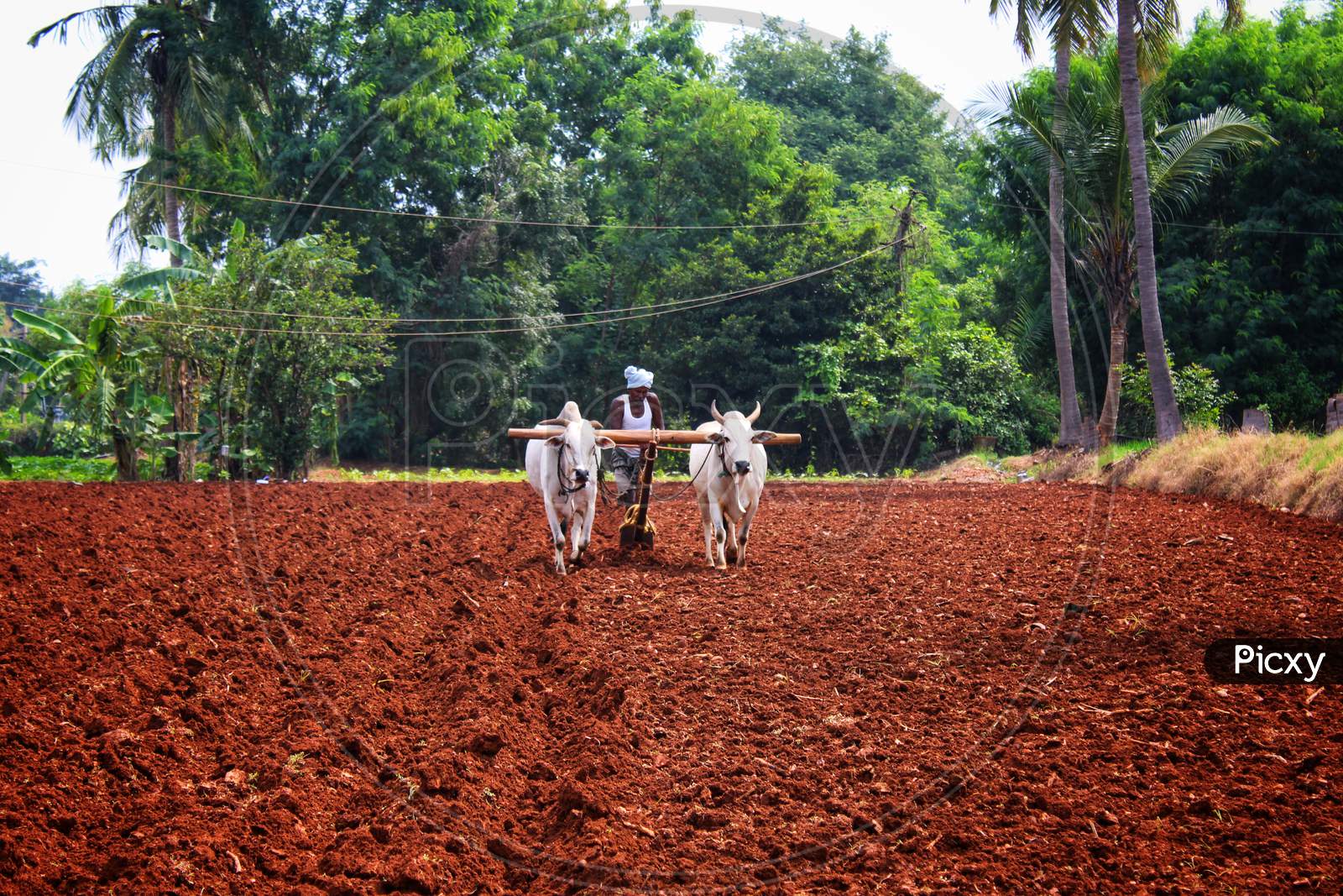 Farmer ploughing agriculture lands