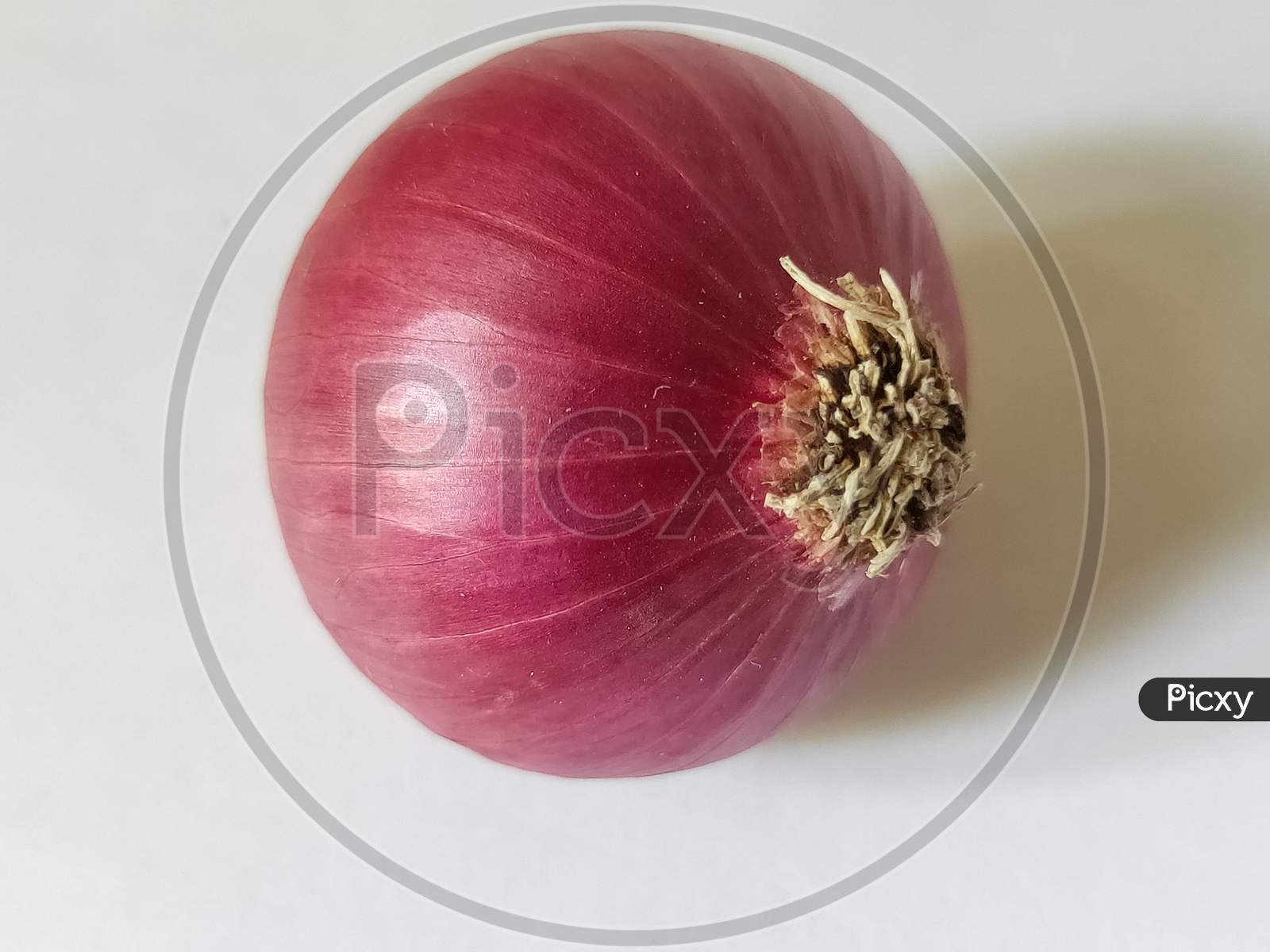 Onion on white background. Red onion on plain background. Fresh Vegetable close up view.