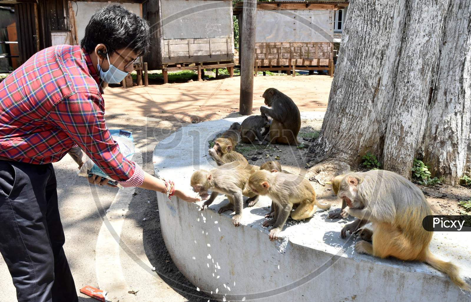 A Man Feeds Monkeys During  Nationwide Lockdown Amidst Coronavirus or COVID-19  Pandemic , In Guwahati, Wednesday, April 29, 2020,