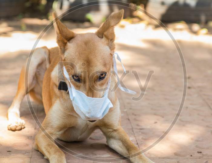 a domestic dog wearing a mask during COVID 19 corona pandemic in India