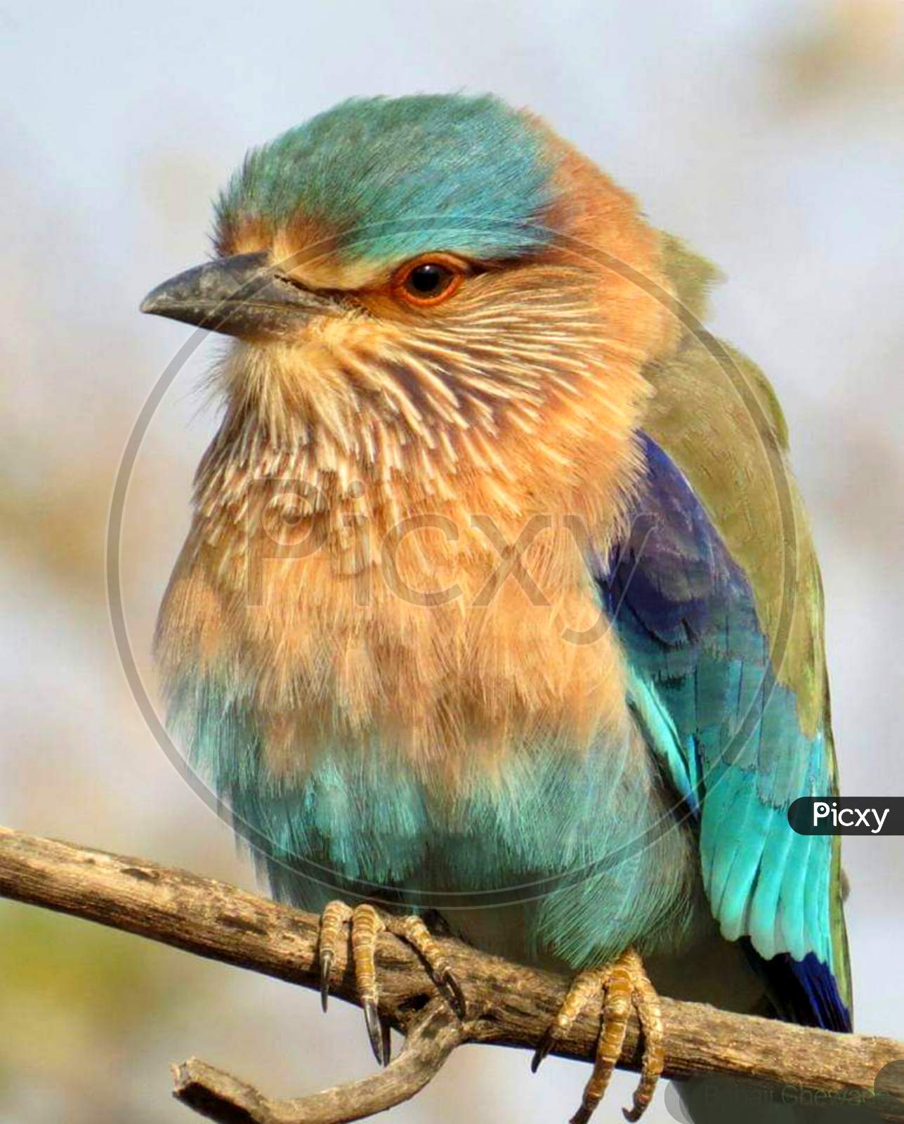 Colorful Indian roller bird. Closeup photo beautiful eyes
