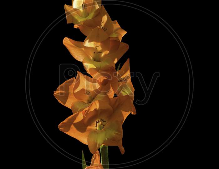 Orange/Yellow Gladiolus Flower Isolated On Black