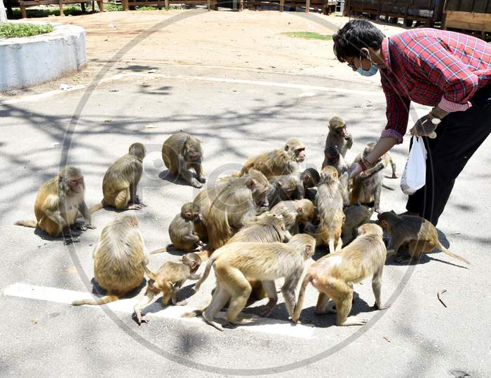 A Man Feeds Monkeys During  Nationwide Lockdown Amidst Cornavirus or COVID-19  Pandemic , In Guwahati, Wednesday, April 29, 2020,