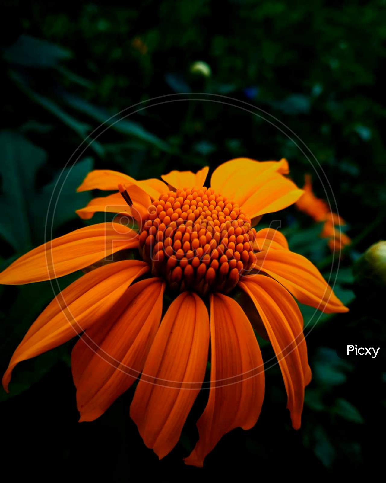 Beautiful orange color flower with bunch in the middle