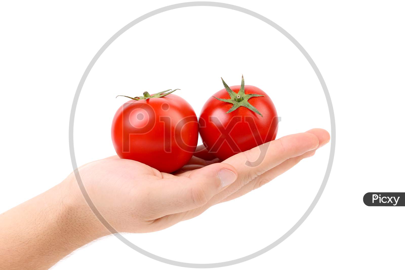 Two Fresh Tomato On Hand. Isolated On A White Background.