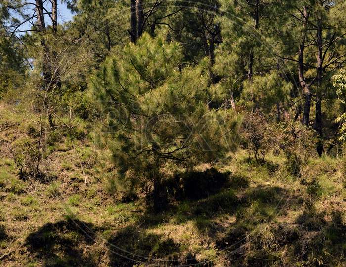Pine Tree In Jungle Of Amb Himachal Pradesh India